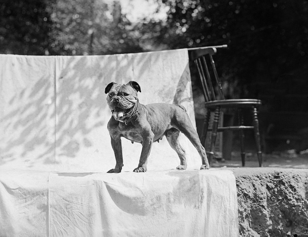 Detail of English Bulldog portrait, ca. 1930. by Anonymous