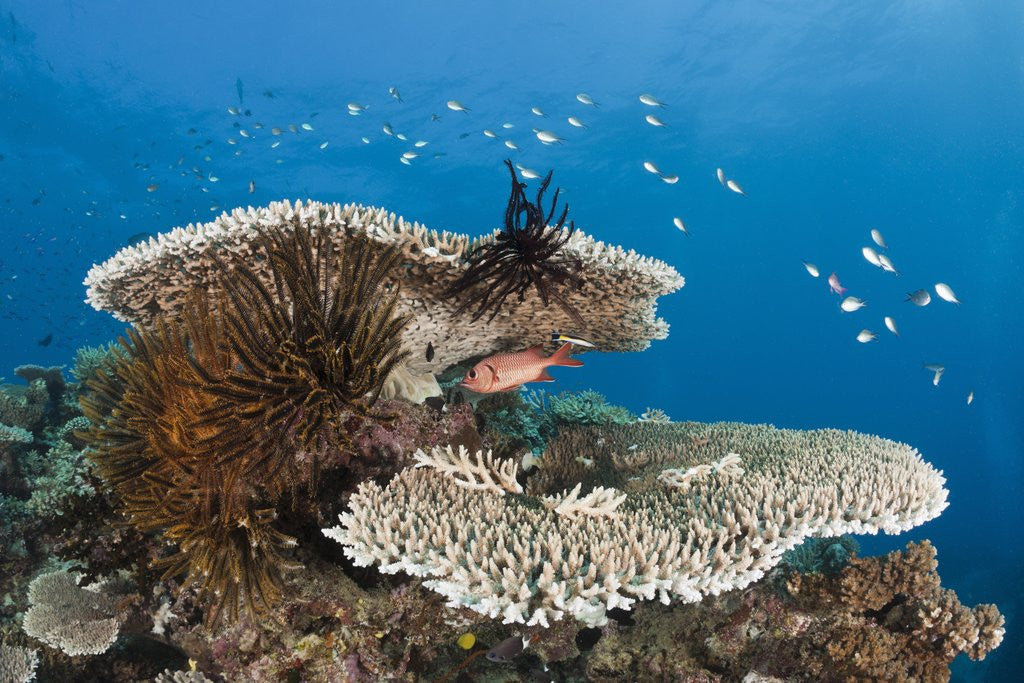 Detail of Coral Reef by Anonymous