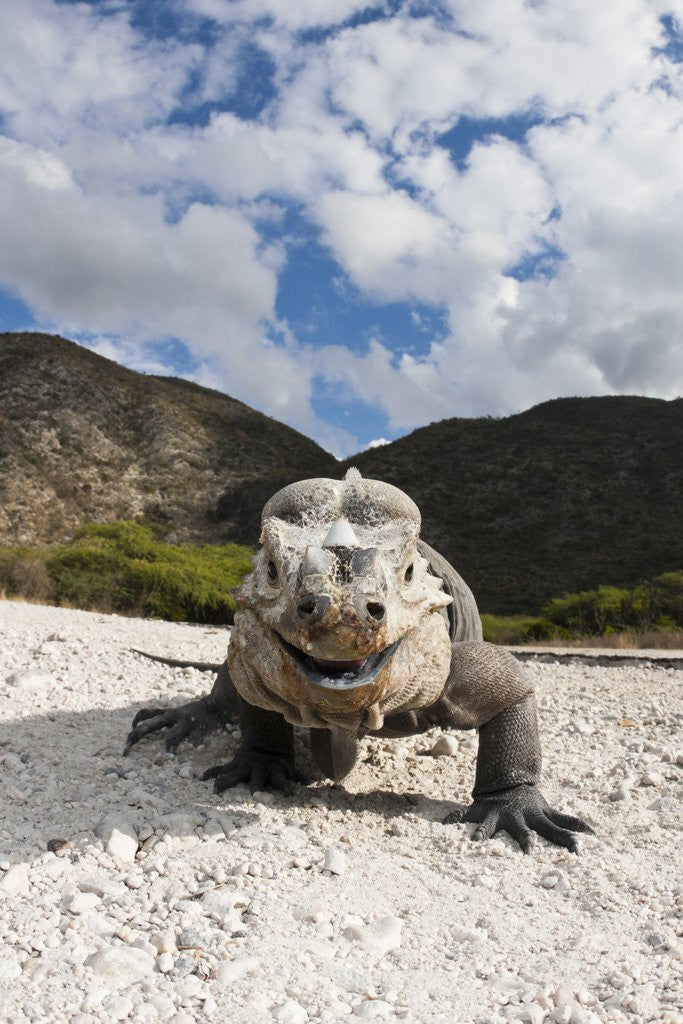 Detail of Rhinoceros Iguana (Cyclura cornuta) by Anonymous