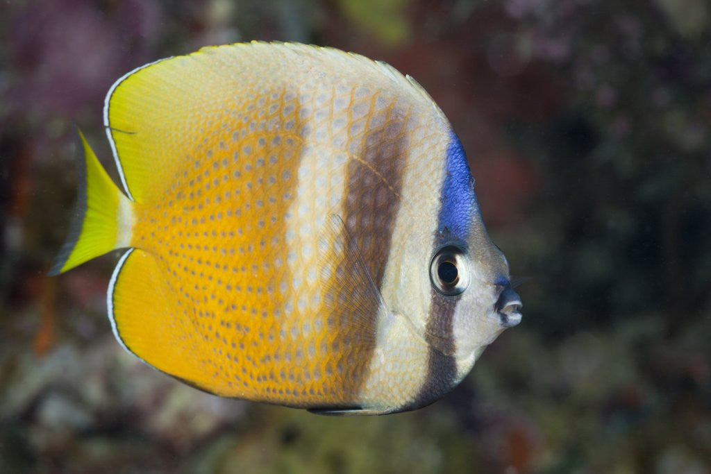 Detail of Klein's Butterflyfish (Chaetodon kleinii) by Anonymous
