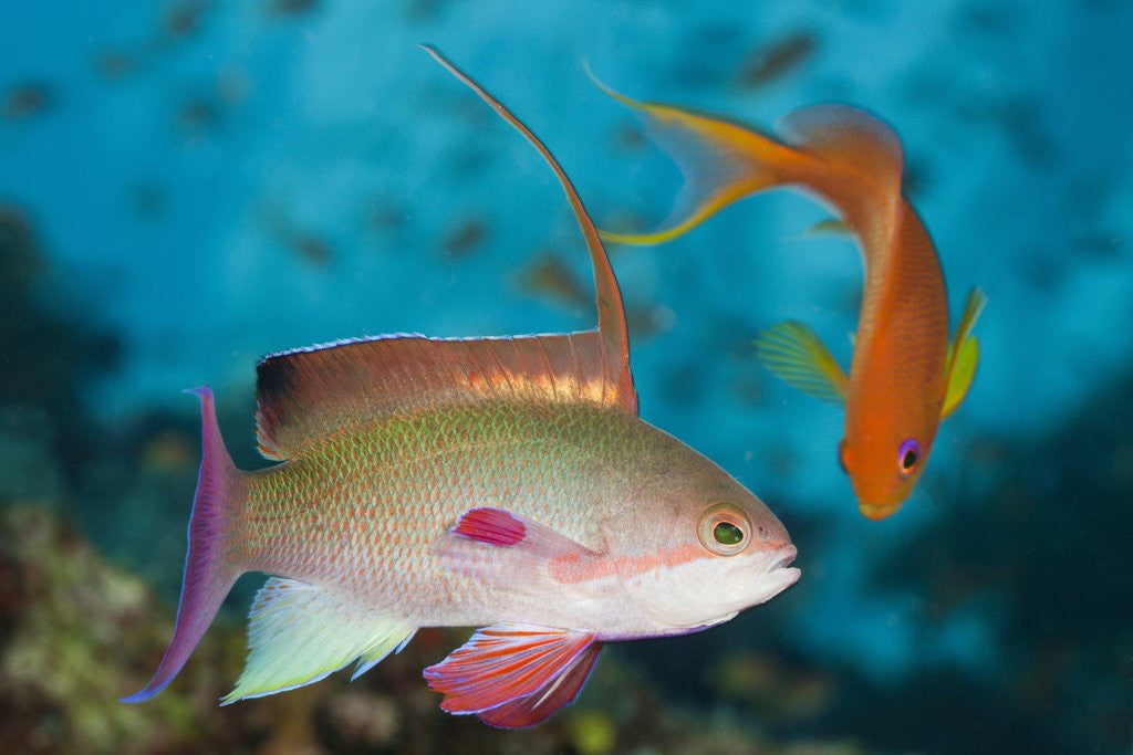 Detail of Lyretail Anthias (Pseudanthias squamipinnis) by Anonymous