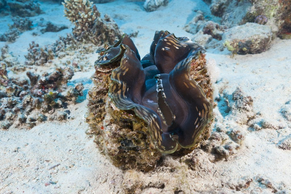 Detail of Giant Clam (Tridacna squamosa) by Anonymous