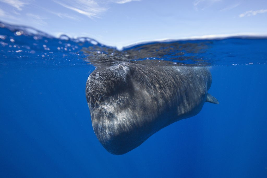 Detail of Sperm Whale (Physeter macrocephalus) by Corbis