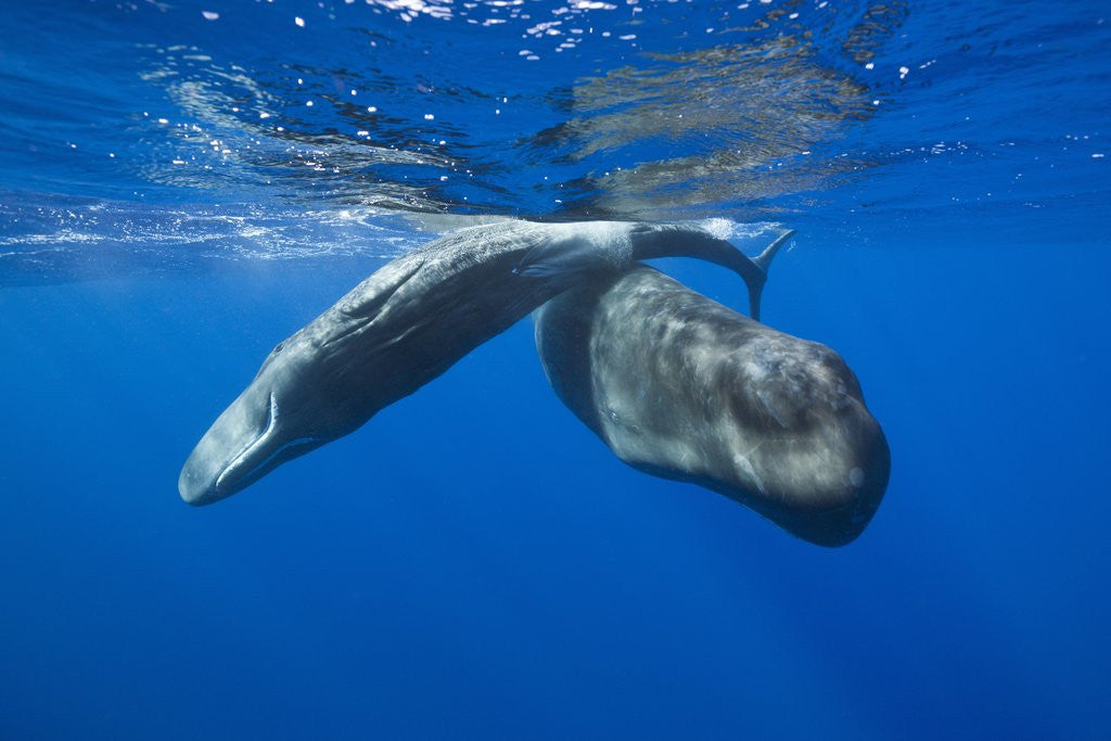 Detail of Sperm Whales (Physeter macrocephalus) by Anonymous