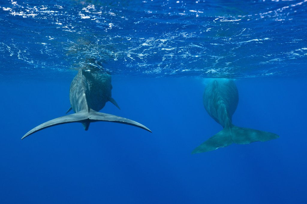 Detail of Sperm Whales (Physeter macrocephalus) by Anonymous