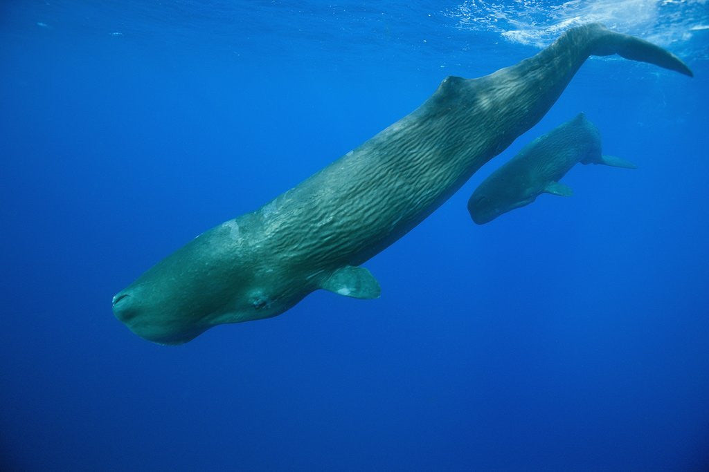 Detail of Sperm Whale Mother and Calf by Anonymous