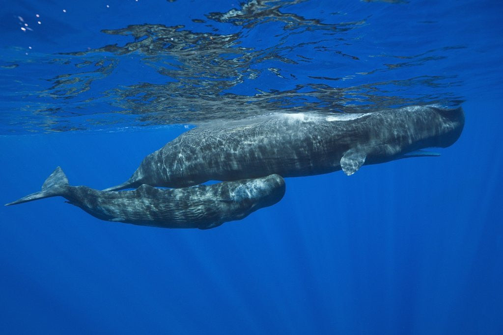 Detail of Sperm Whale Mother and Calf by Anonymous