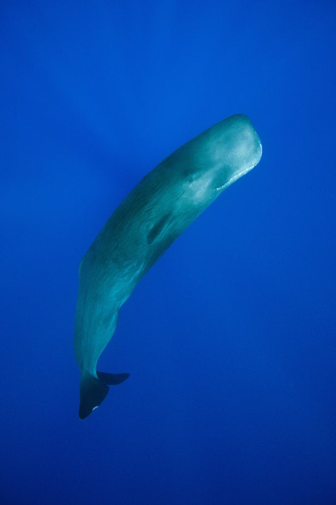 Detail of Sperm Whale (Physeter macrocephalus) by Anonymous