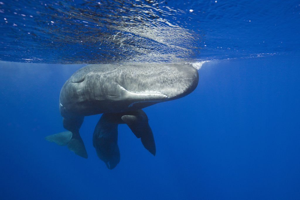 Detail of Sperm Whales (Physeter macrocephalus) by Anonymous