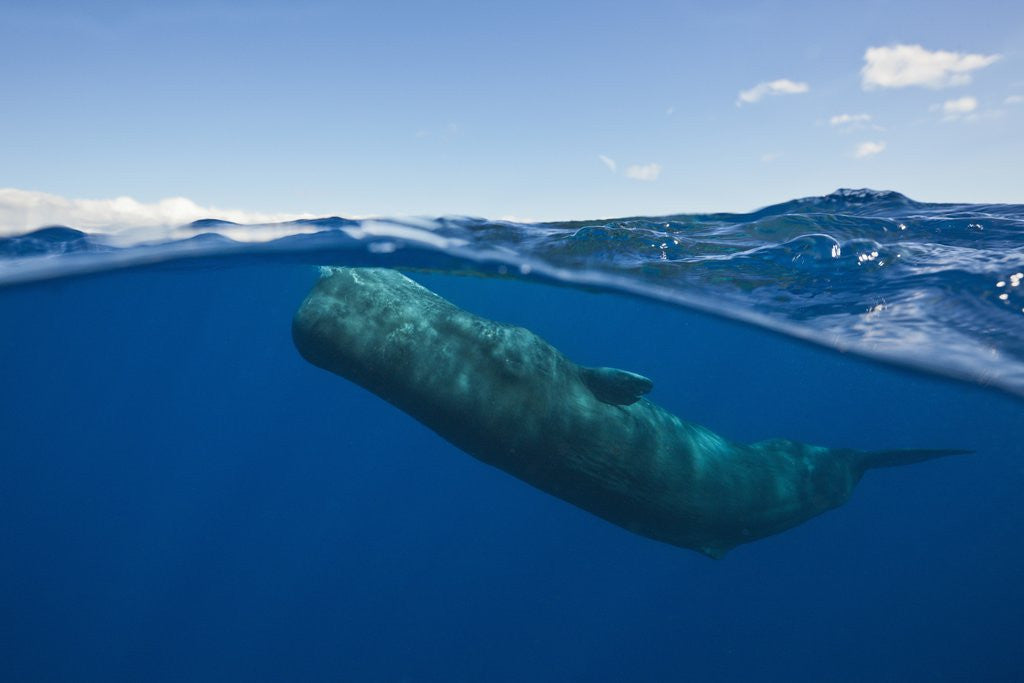 Detail of Sperm Whale (Physeter macrocephalus) by Anonymous