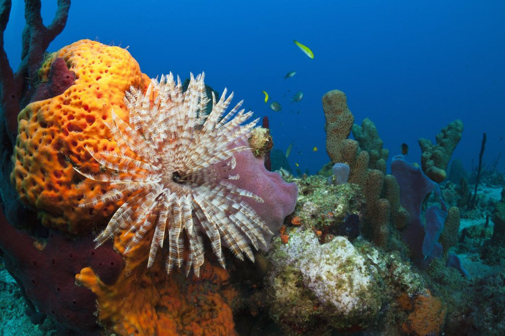 Detail of Fan Worm (Spirographis spallanzanii) and Sponges on a Coral Reef by Anonymous