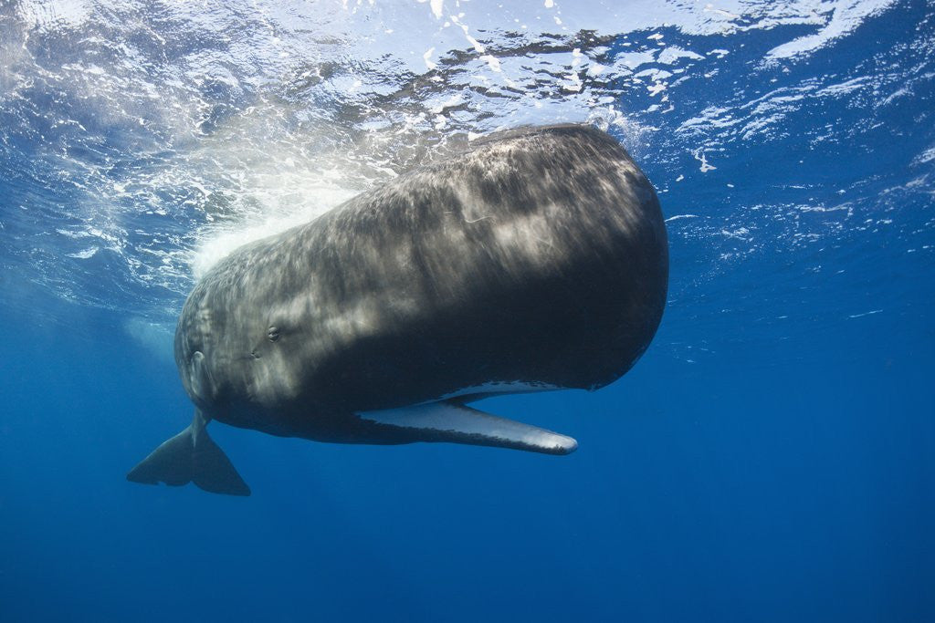 Detail of Sperm Whale (Physeter macrocephalus) by Anonymous