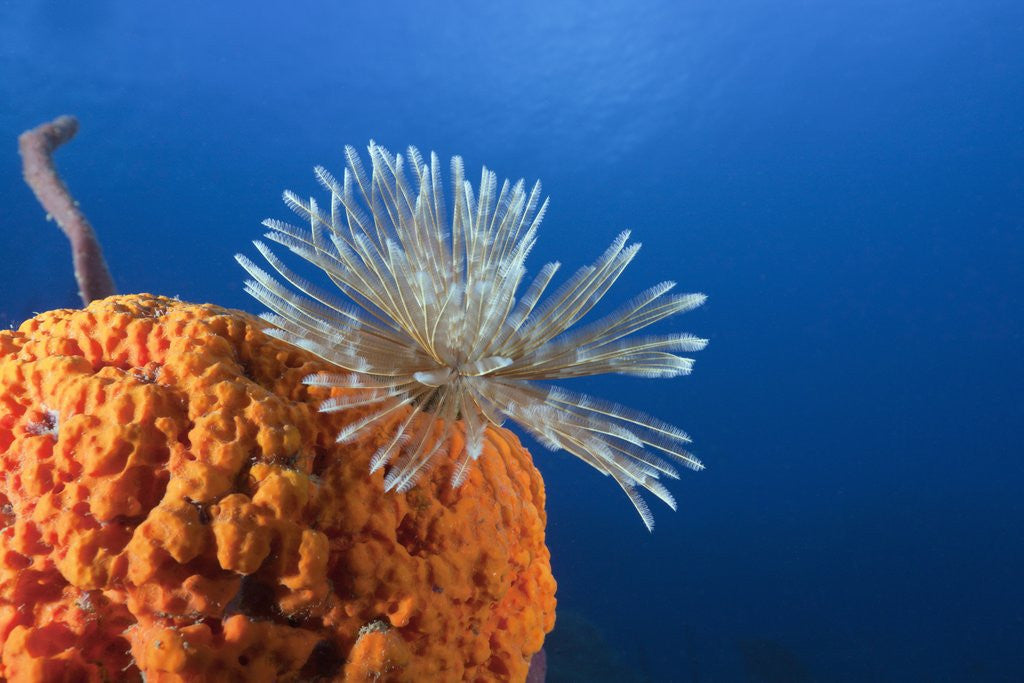 Detail of Fan Worm on red Sponge by Anonymous