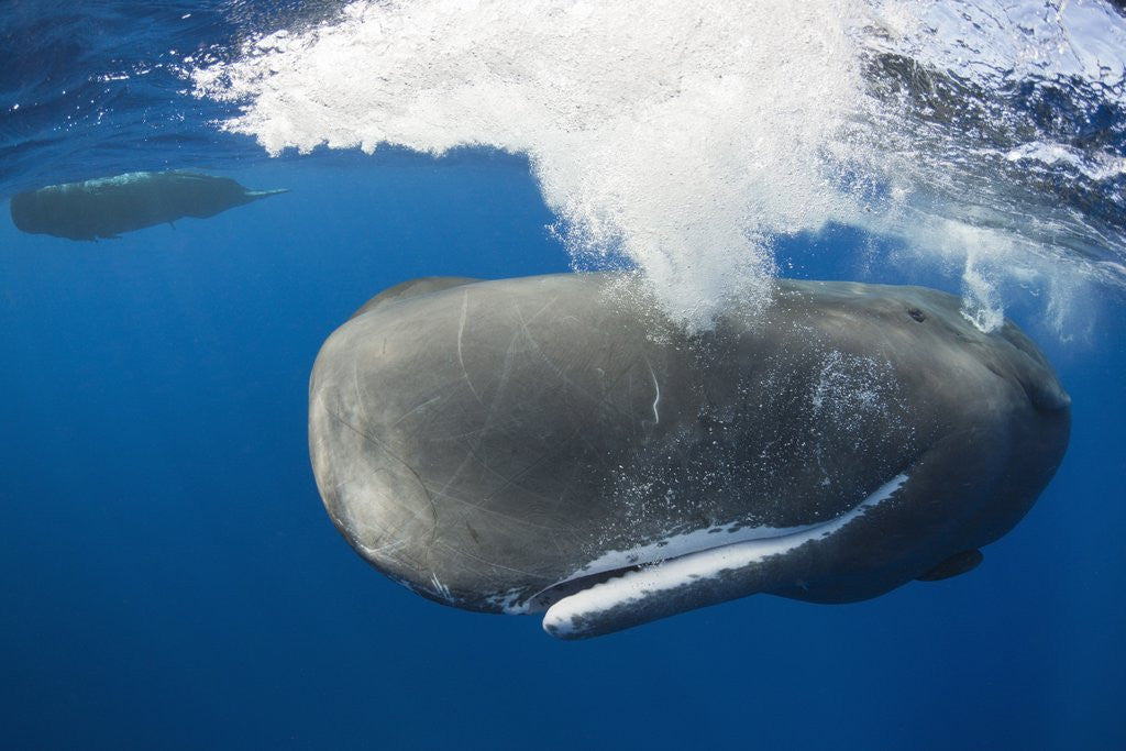 Detail of Sperm Whale (Physeter macrocephalus) by Anonymous