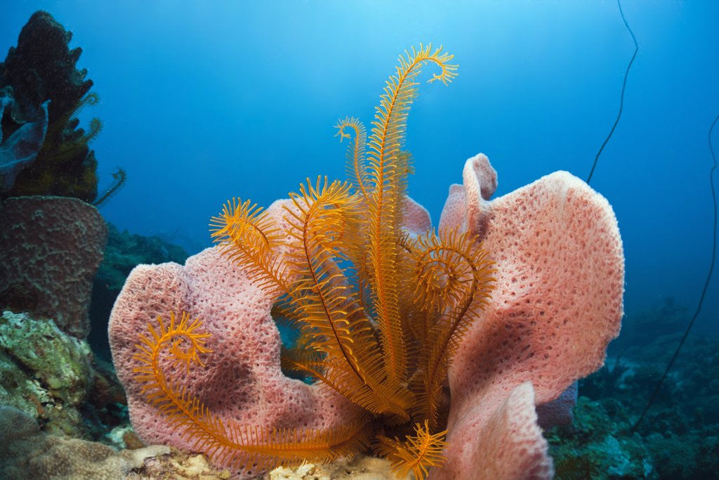 Detail of Sponge and Crinoid on a Coral Reef by Anonymous