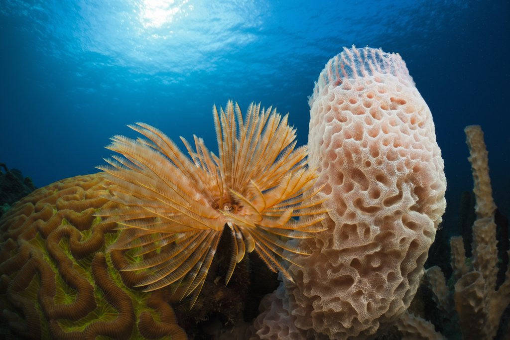 Detail of Fan Worm (Spirographis spallanzanii), Tube Sponge, and Brain Coral on a Coral Reef by Anonymous