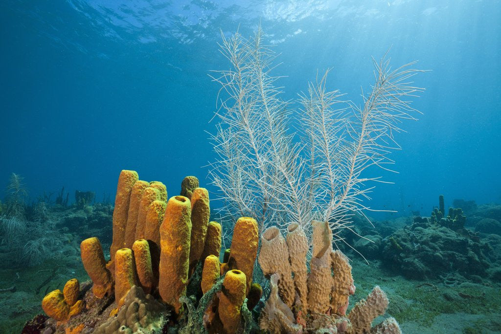 Detail of Yellow Tube Sponges in Coral Reef by Anonymous