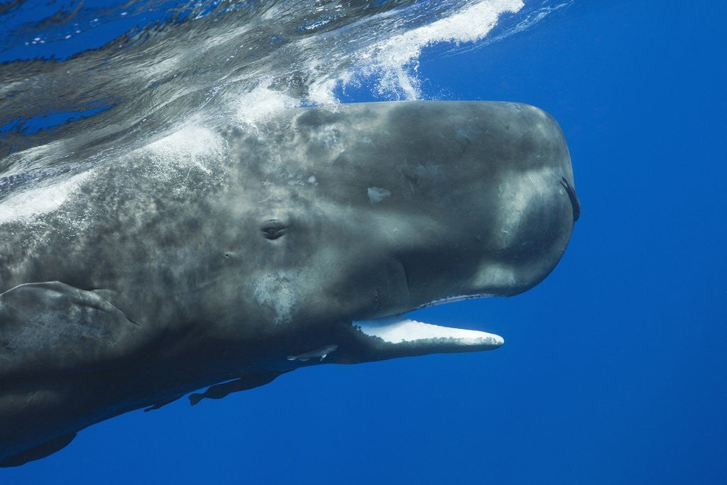 Detail of Sperm Whale head by Anonymous