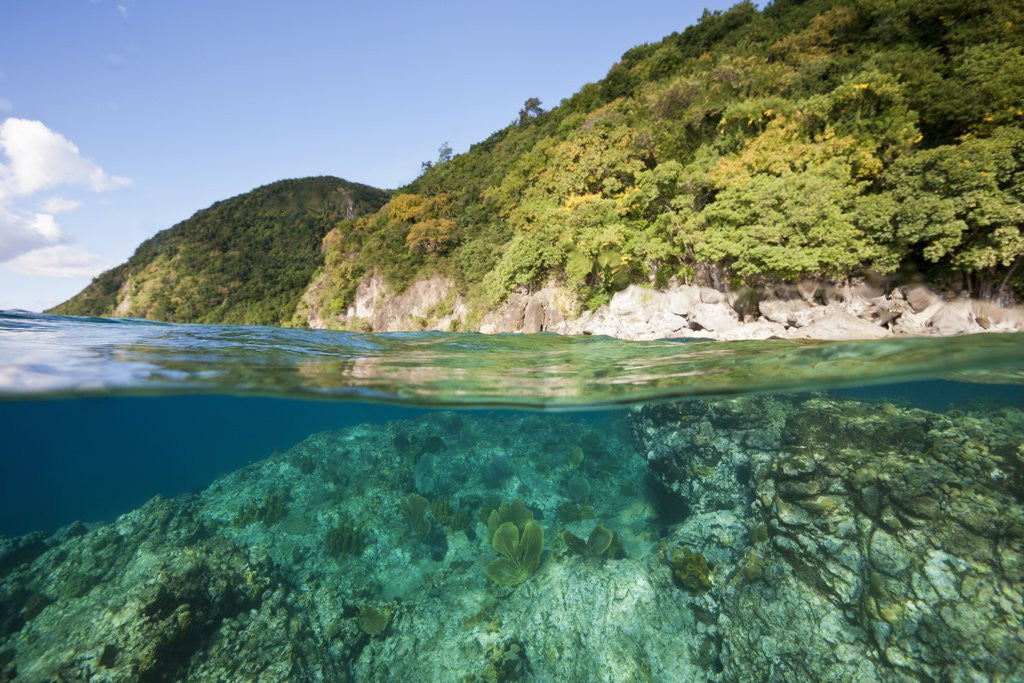 Detail of Coast of Dominica above and below water by Anonymous