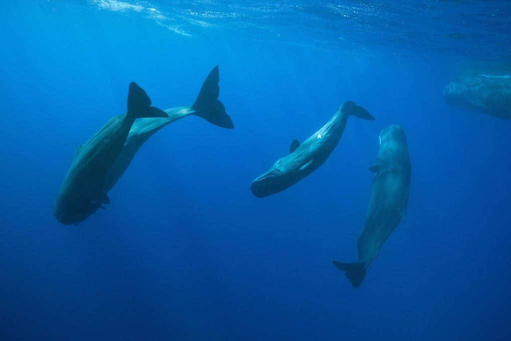 Detail of Social behavior of Sperm Whale by Anonymous