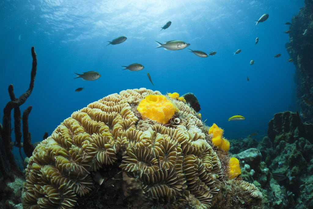 Detail of Caribbean Coral Reef by Anonymous