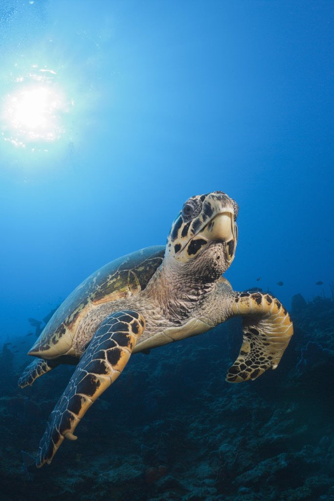 Detail of Hawksbill Turtle by Anonymous