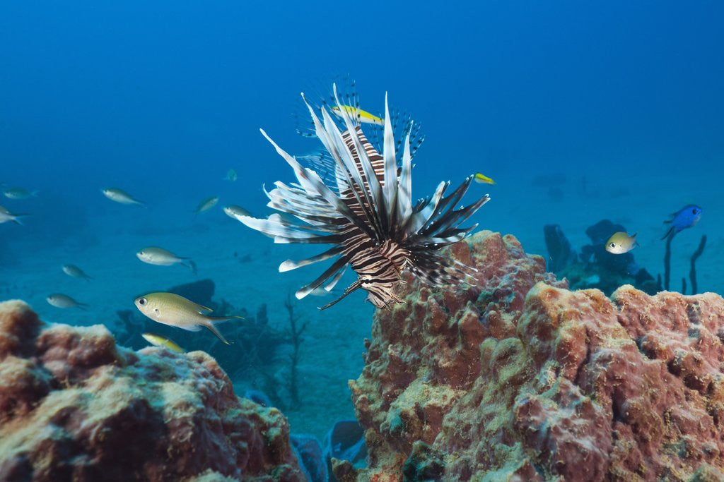 Detail of Invasive Lionfish by Anonymous