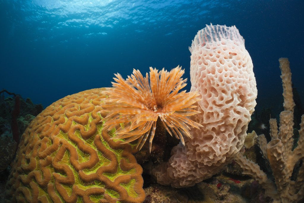 Detail of Caribbean Coral Reef by Anonymous