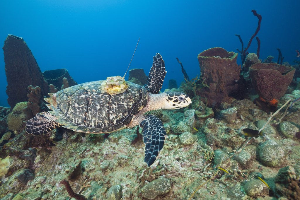 Detail of Hawksbill Turtle tagged with Transmitter by Anonymous
