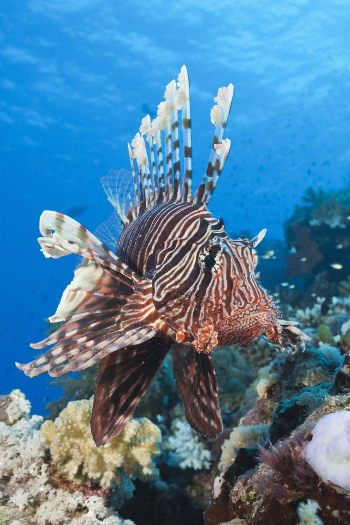 Detail of Lionfish (Pterois miles) by Anonymous