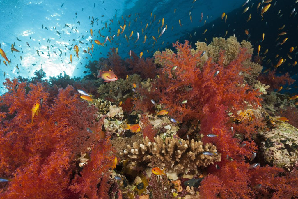Detail of Red Soft Corals (Dendronephthya) by Anonymous