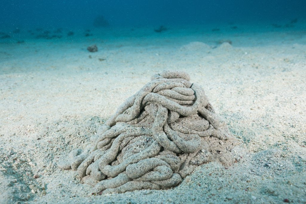 Detail of Excrement from a Sea Cucumber (Holothuroidea) by Anonymous