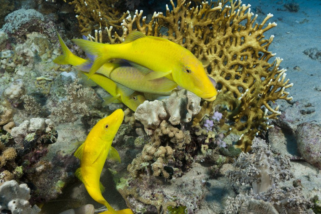 Detail of Goldspotted Goatfish (Parupeneus cyclostomus) by Anonymous