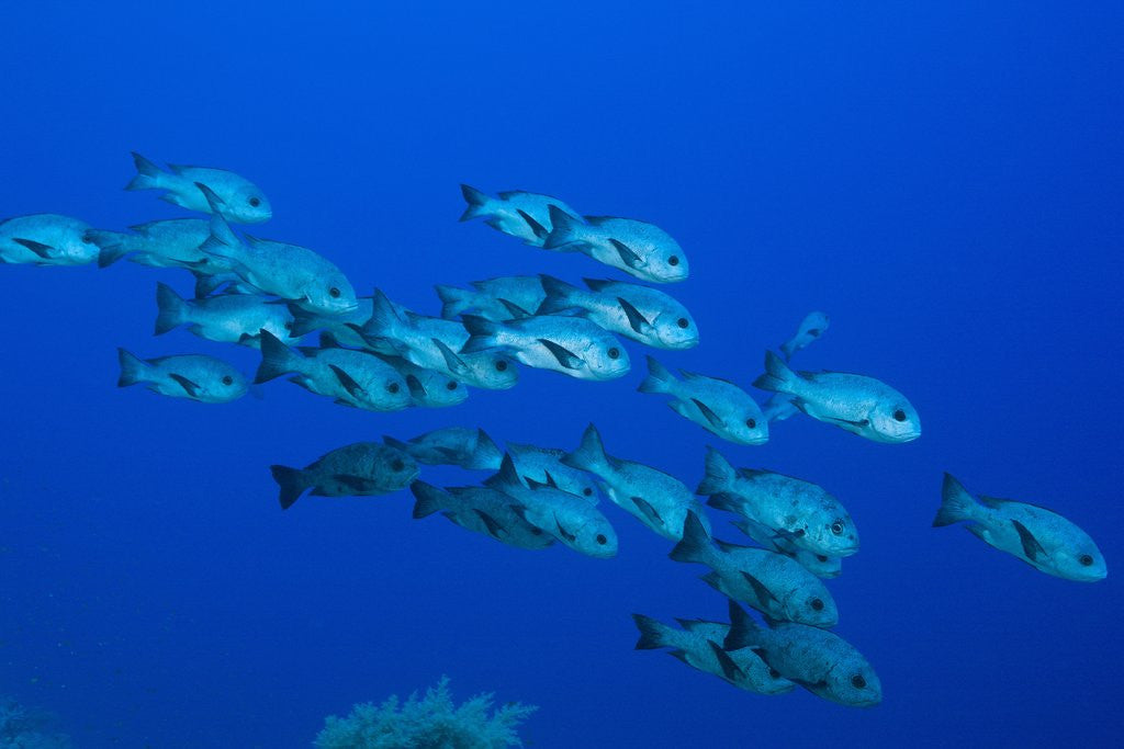 Detail of Black Snapper (Macolor niger) by Anonymous