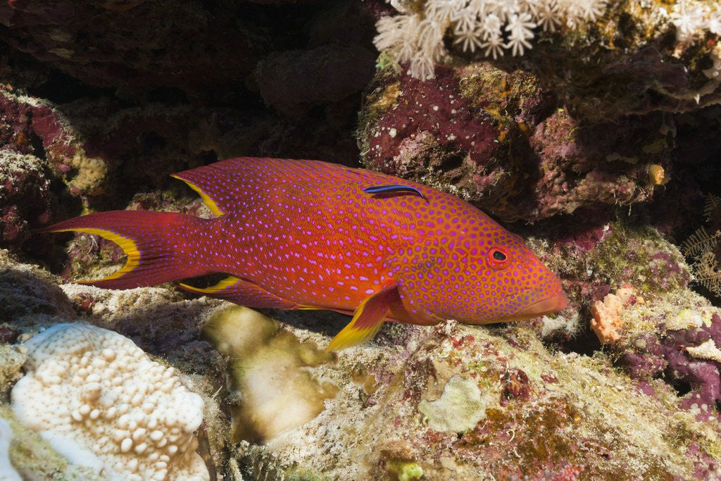 Detail of Lyretail Grouper (Variola louti) by Anonymous