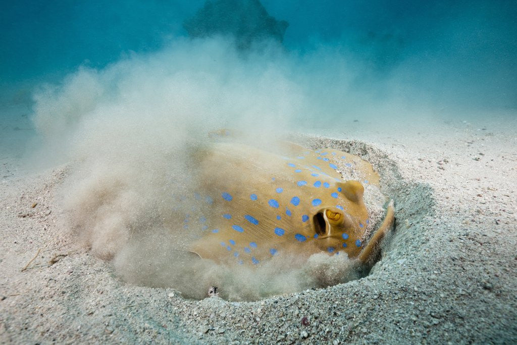 Detail of Bluespotted Ribbontail Stingray (Taeniura lymma) by Anonymous