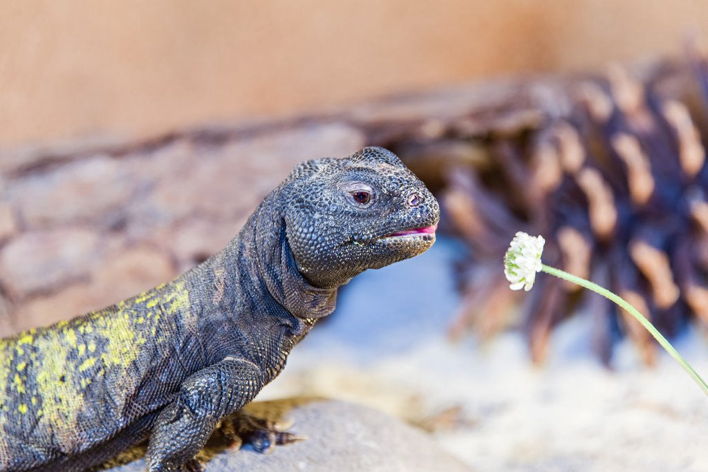 Detail of Uromastyx Lizard by Anonymous