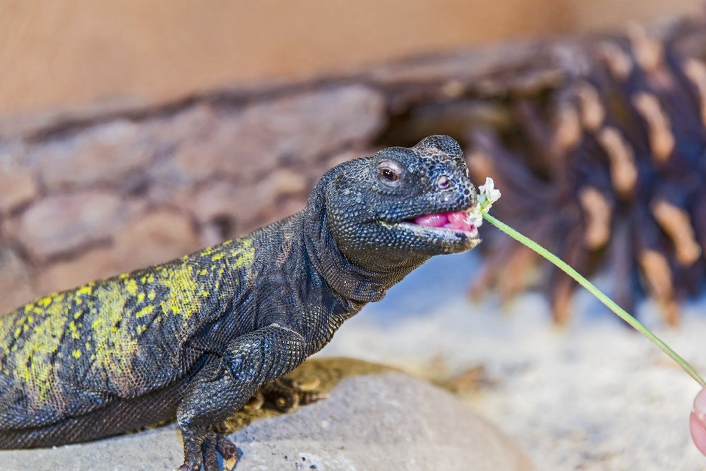 Detail of Uromastyx Lizard by Anonymous
