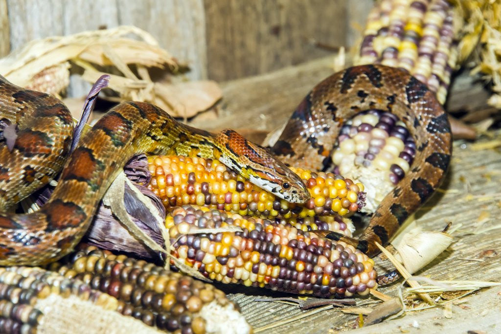 Detail of Cornsanke (Normal and Candy Cane) by Anonymous