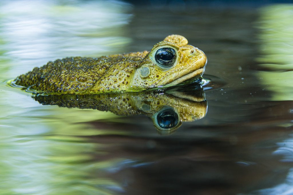Detail of Cane Toad by Anonymous
