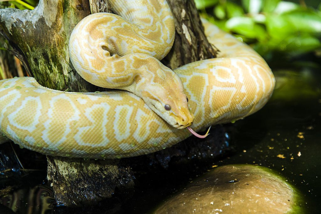 Detail of Burmese Python (albino) by Anonymous