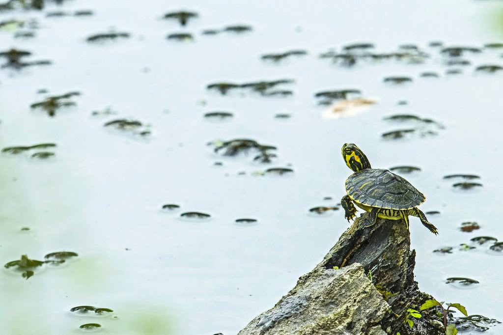 Detail of Slider (turtle) by Anonymous