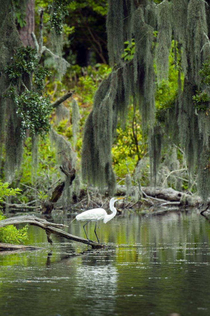 Detail of Great Egret by Anonymous