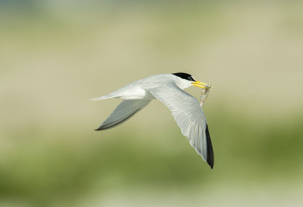 Detail of Least Tern by Anonymous