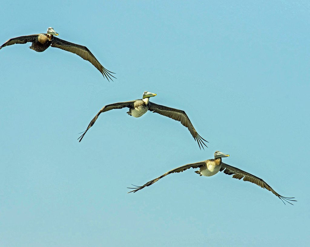 Detail of Brown Pelican by Anonymous