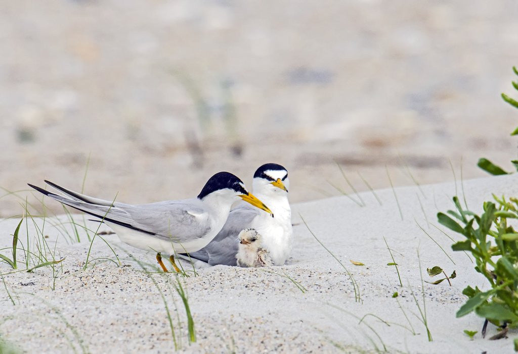 Detail of Least Tern by Anonymous