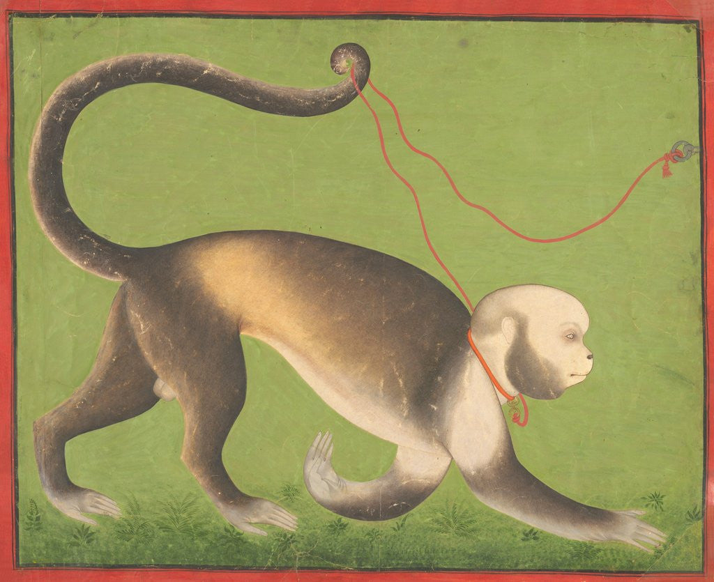 Detail of A Monumental Portrait of a Monkey attributed to the Stipple Master by Anonymous