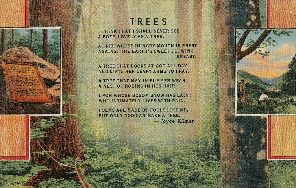 Detail of Joyce Kilmer Trees Poem, Forest by Corbis