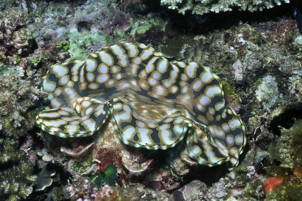 Detail of Fluted Giant Clam by Anonymous