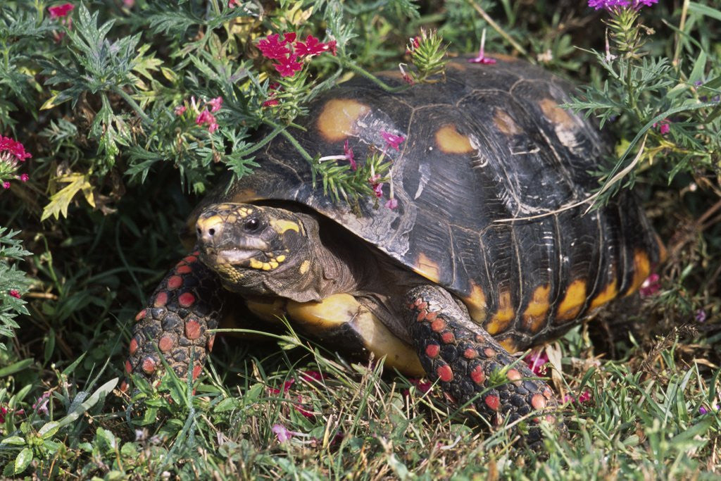 Detail of Red-Legged Tortoise by Anonymous